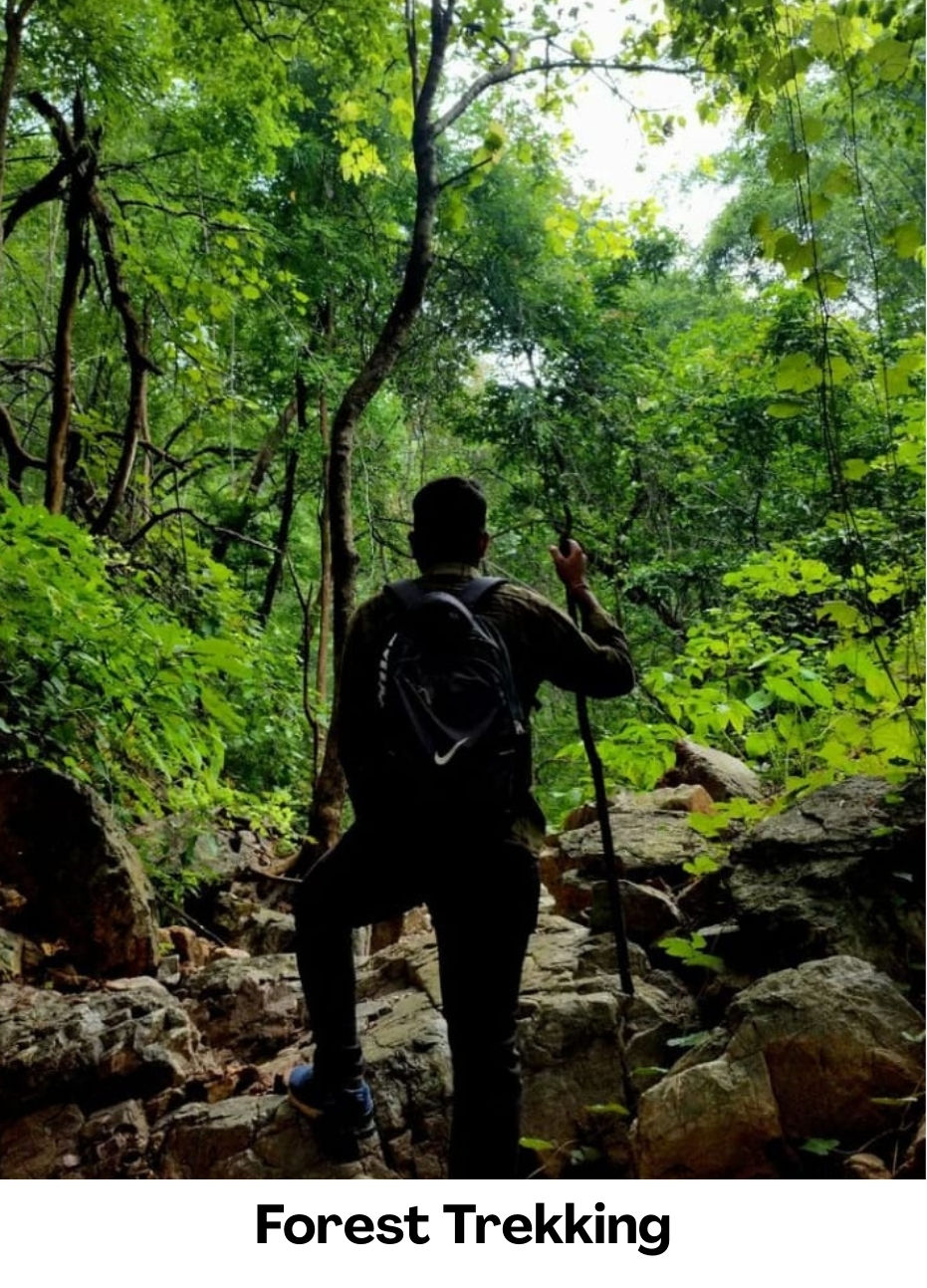 Forest Trekking